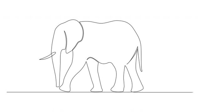 single line drawing of elephant isolated on white background, line art animation
