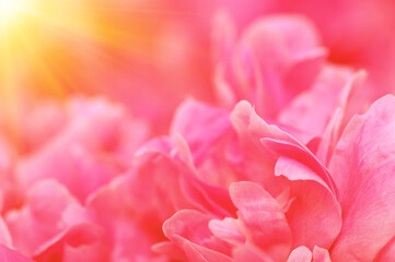 Beautiful flower background