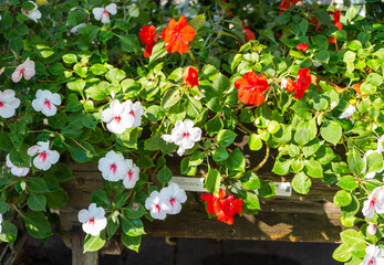 Impatiens flowers closeup on a plant in a planter or container concept gardening and horticulture