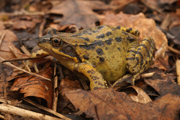 Closeup on a pregnant female Common European brown frog, Rana temporaria.