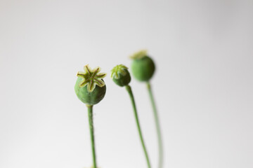 Fresh green heads of poppy flowers on a white background