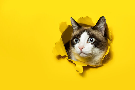 Portrait of cat breaking through yellow paper posing in hole with ripped sides, free copy space, banner