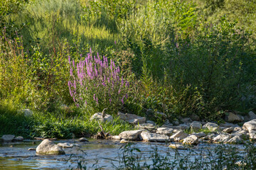 berge d'une rivière en été