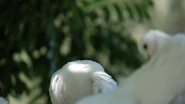 A dove acting cute
