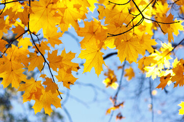 Autumn leaves on the sky