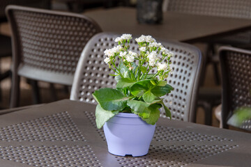 Empty table with flowers in pot in outdoor cafe or restaurant. Tables and chairs at sidewalk cafe. Touristic setting, cafe table, sidewalk cafe furniture