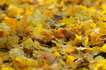 Autumn leaves in the park
