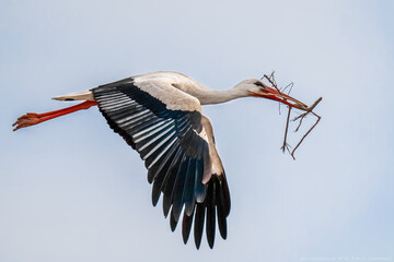 Der Weißstorch (Ciconia ciconia), auch Klapperstorch genannt