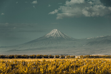 Ararat snowy mountain peak yellow vineyard valley plantation. Dramatic sunset, dark autumn scene....