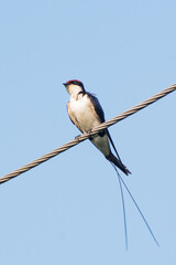 Wire-tailed swallow (Hirundo smithii)