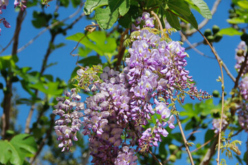 beautiful purple wisteria flowers on branches with green leaves