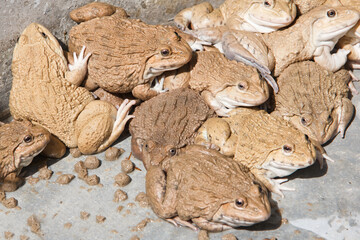 Frog in a cement pond.