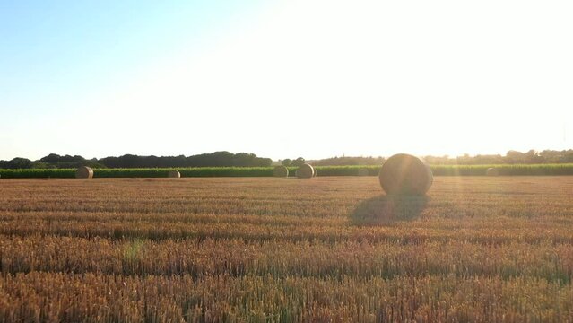 Aerial drone view of wheat and corn fields at sunset in Normandy - France. High quality video of agriculture and harvesting