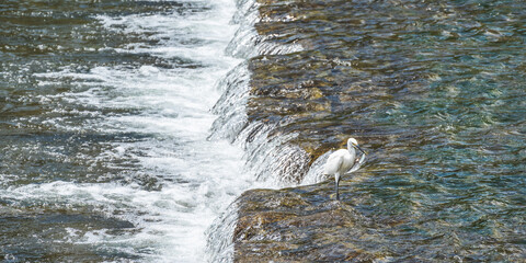 鴨川で餌を探すコサギ