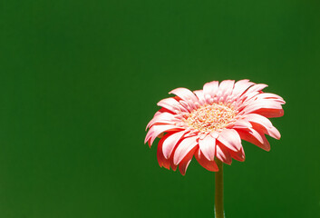 Gerbera flower on green background, close up, copy space.