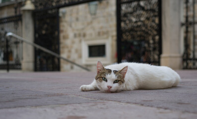 portrait of a stray cat