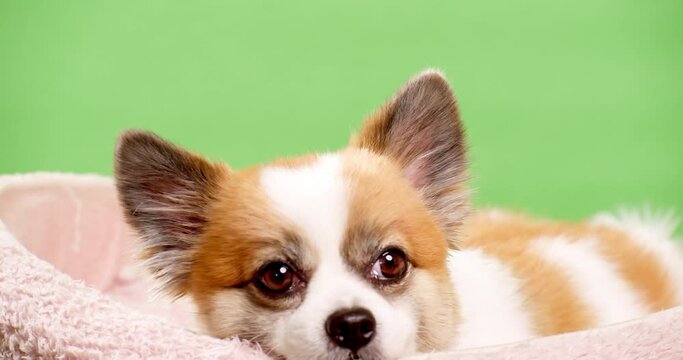Portrait of the cute fluffy puppy of pomeranian spitz. Little smiling dog lying on a green background. Copy space for text.