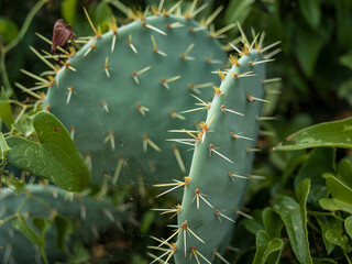detail of cactus plant