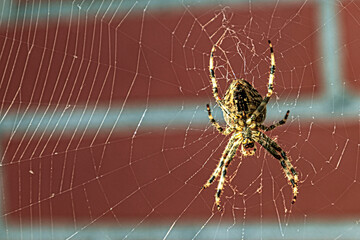 Spinne im Spinnennetz