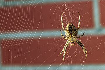 Spinne im Spinnennetz