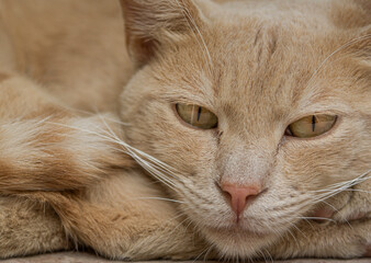 portrait of a stray cat