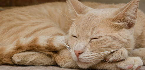 portrait of a stray cat