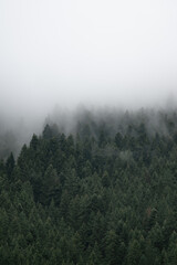 Forest pine tree landscape with fog and mist