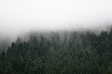 Forest pine tree landscape with fog and mist