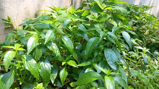 Salicylic plant is easily available in the market. Chirata (chirata in Hindi) is spicy in taste, cold, cures cough disorder.  Many scholars consider Kalmegh to be absinthe, but these two plants are 