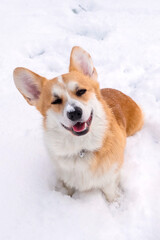 Welsh Corgi Pembroke in the winter forest. Winter walk. Outdoor fun. Cute corgi