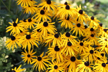 Echinacea purpurea. Flower plant commonly known as coneflower.