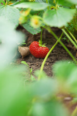 Remontant strawberry variety resistant to cold and late ripening in the garden with ripe berries