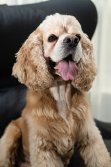 Cute young cocker spaniel sits in a black chair.