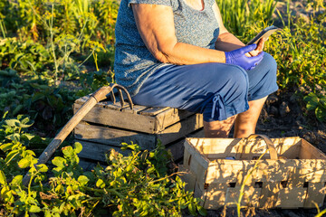 old lady is resting with smartphone while working in the harvest - obrazy, fototapety, plakaty