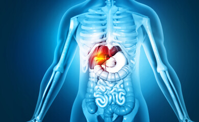 Human liver anatomy. Human Body Organs. 3d illustration