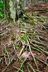 西丹沢の白クラノ頭　県界尾根の登山道に生えるブナの根
