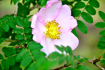 西丹沢の樹下の二人　サンショウバラの大輪
サンショウバラはバラ科バラ属の落葉小高木。和名：山椒薔薇　別名：ハコネバラ　箱根薔薇　サンショウバラは神奈川県、静岡県、山梨県の富士箱根地区の山地に生育する樹木。高さ5m程の木に、5～6月頃に淡紅色で大輪の花をいくつも咲かせる。毎年5～6月頃になると、静岡県と神奈川県の県境尾根に位置するサンショウバラの丘や不老山には、花を観賞しに多くの登山者が訪れることで