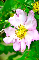 西丹沢の樹下の二人　サンショウバラの大輪
サンショウバラはバラ科バラ属の落葉小高木。和名：山椒薔薇　別名：ハコネバラ　箱根薔薇　サンショウバラは神奈川県、静岡県、山梨県の富士箱根地区の山地に生育する樹木。高さ5m程の木に、5～6月頃に淡紅色で大輪の花をいくつも咲かせる。毎年5～6月頃になると、静岡県と神奈川県の県境尾根に位置するサンショウバラの丘や不老山には、花を観賞しに多くの登山者が訪れることで