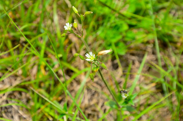 Obraz premium 西丹沢の樹下の二人 ミミナグサ 