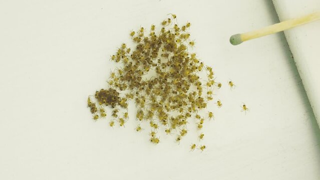 Cluster of baby spiders on the roof, many tiny younglings creatures, summer daylight