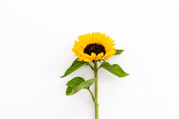 Blooming sunflowers with seeds. Summer or autumn background