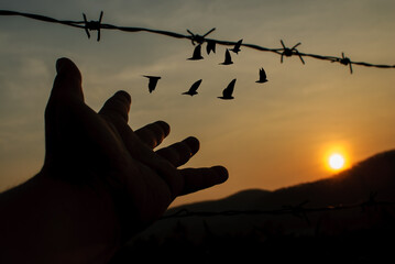 Concept of liberty and independence. Silhouette of the hand that liberates the bird and freedom to nature. Hope peace freedom nature, morning sun.