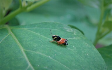 tiny grasshopper on leaf