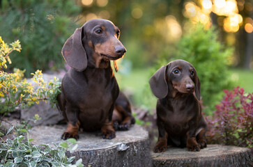 dachshund puppy brown tan color and  flowers