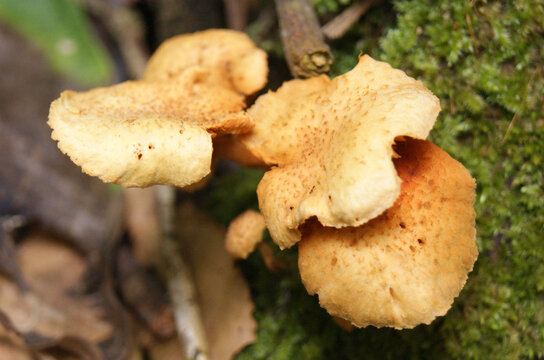 cogumelo