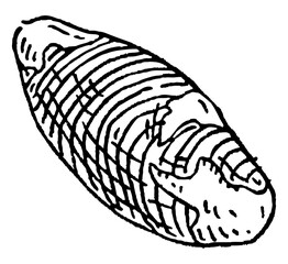 Brazil nut without shell. Vector engraving black vintage