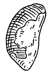 Brazil nut without shell. Vector engraving black vintage