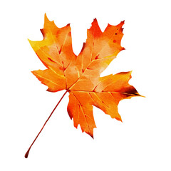 Autumn leaf watercolor