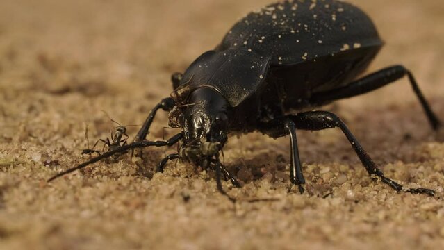 Large black bronze beetle carabid Carabus with coppery sheen on ground