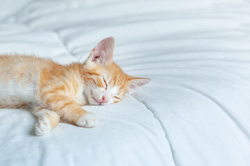 Cute ginger kitten sleeping on a white blanket. Adorable littlestriped red kitty. Concept of relax domestic pets.